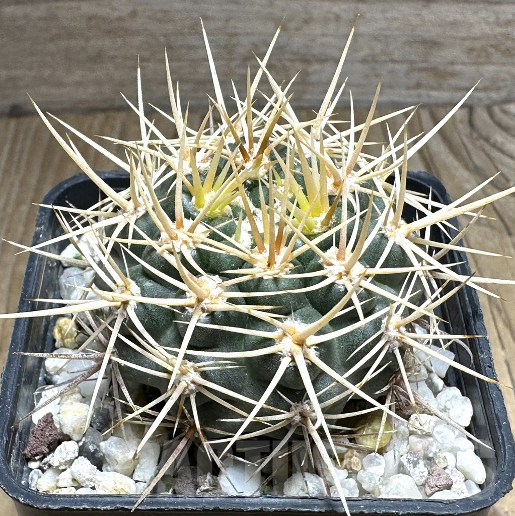 SHPR31998 Gymnocalycium neuhuberi