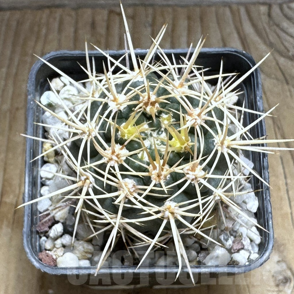 SHPR31998 Gymnocalycium neuhuberi - Зображення 2