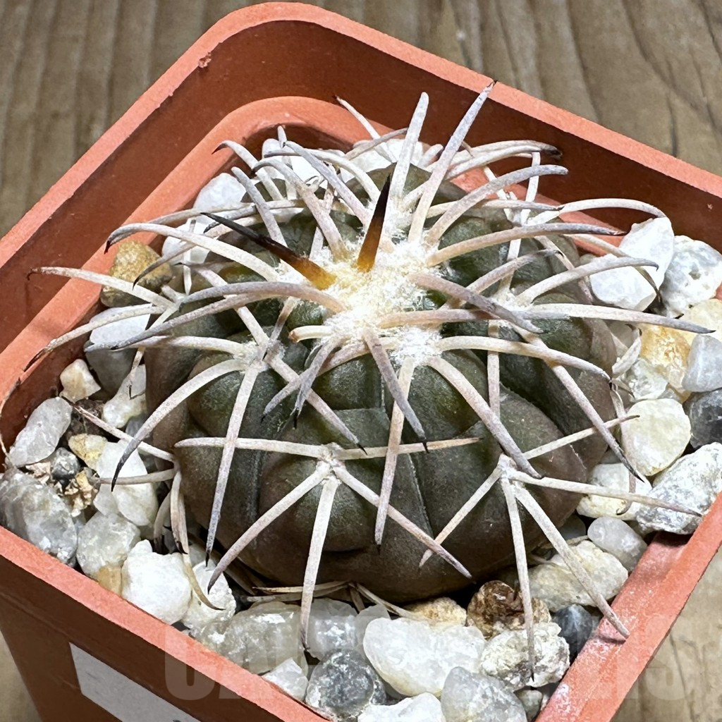 SHPR31999 Gymnocalycium spegazzinii -EL Obelisco-