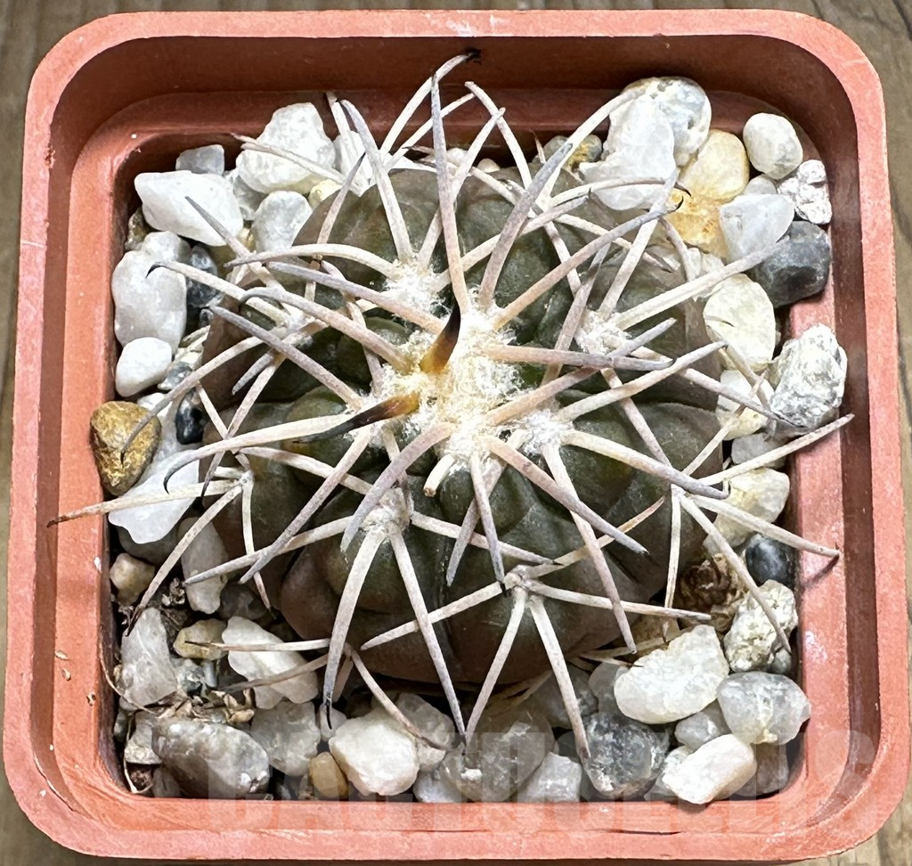 SHPR31999 Gymnocalycium spegazzinii -EL Obelisco- - Image 2