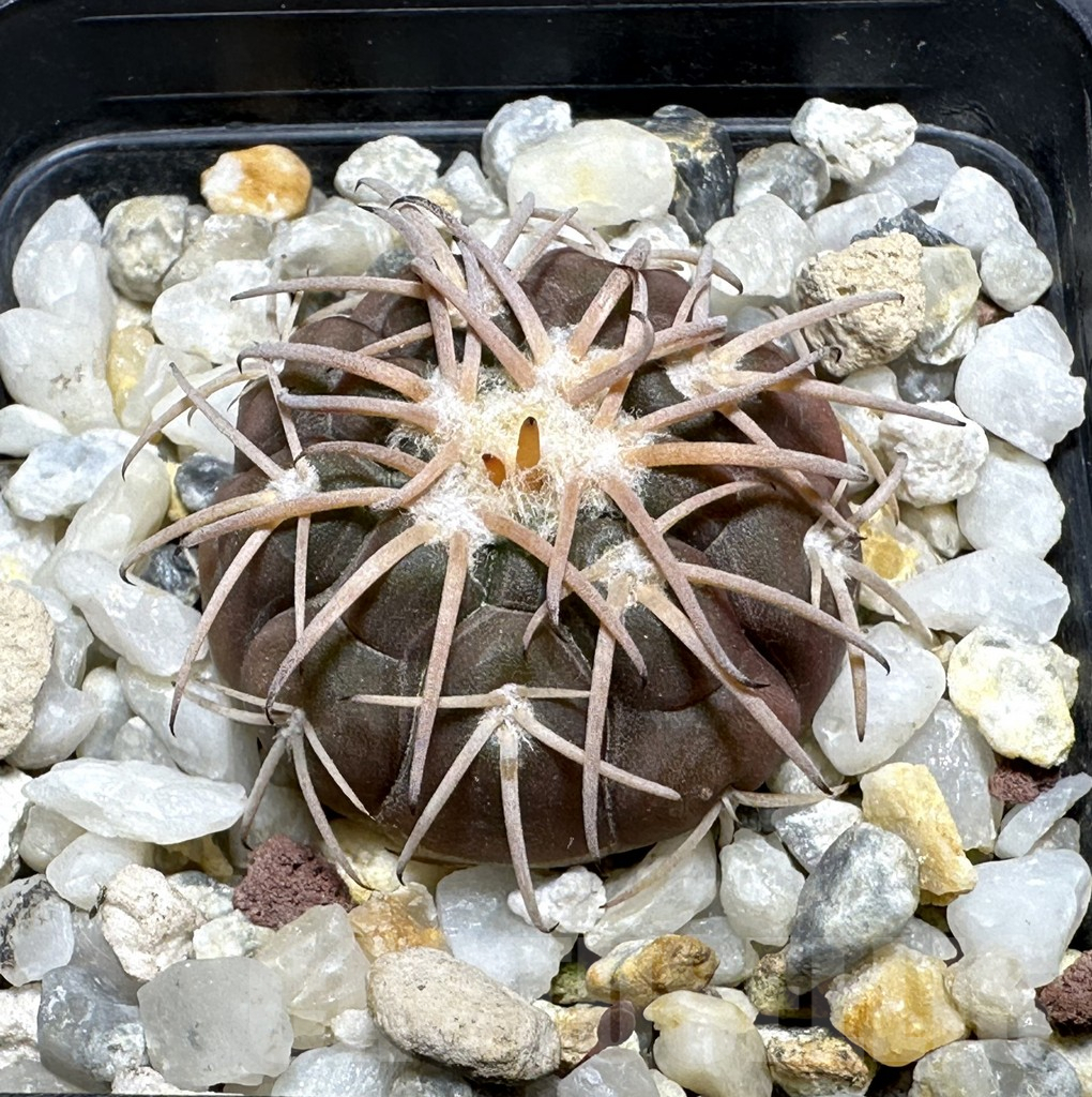 SHPR32000 Gymnocalycium spegazzinii -EL Obelisco-