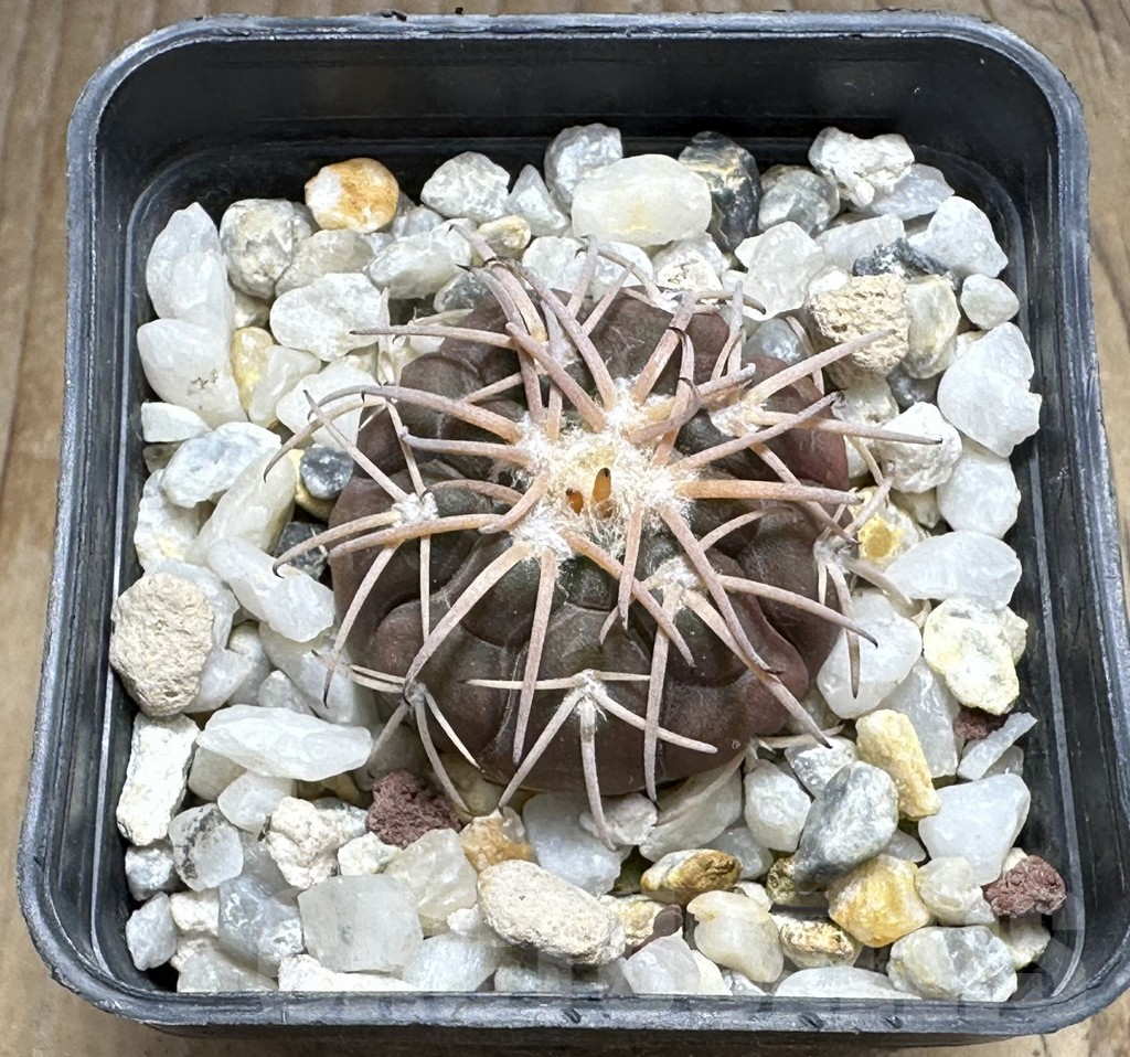 SHPR32000 Gymnocalycium spegazzinii -EL Obelisco- - Image 2