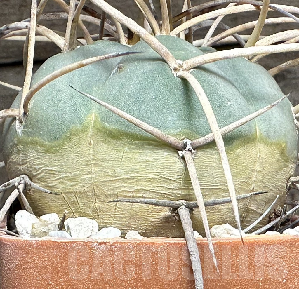SHPR32001 Gymnocalycium cardenasianum - Image 2