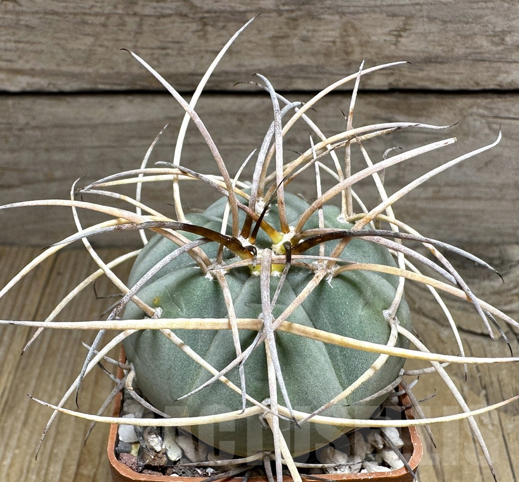 SHPR32001 Gymnocalycium cardenasianum