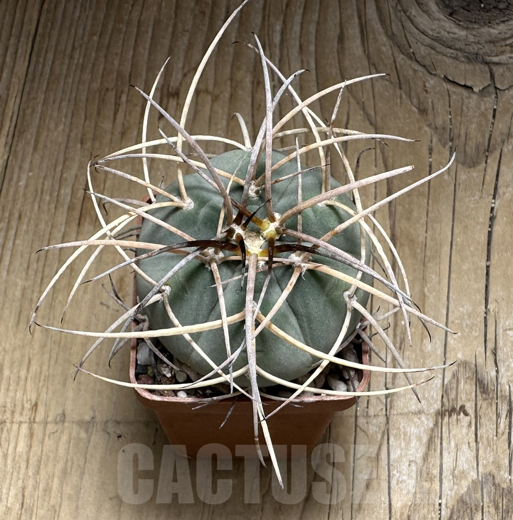 SHPR32001 Gymnocalycium cardenasianum - Image 3