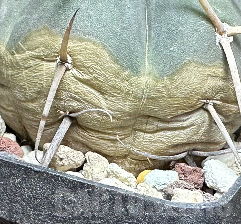SHPR32002 Gymnocalycium cardenasianum - Image 2