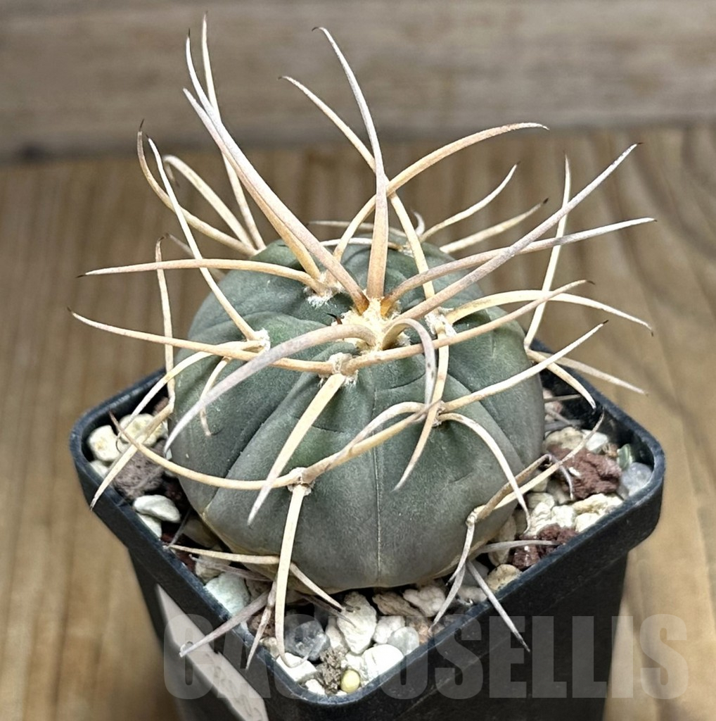 SHPR32002 Gymnocalycium cardenasianum