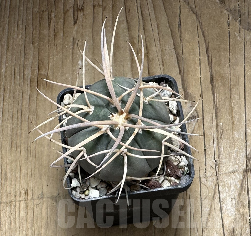 SHPR32002 Gymnocalycium cardenasianum - Image 3