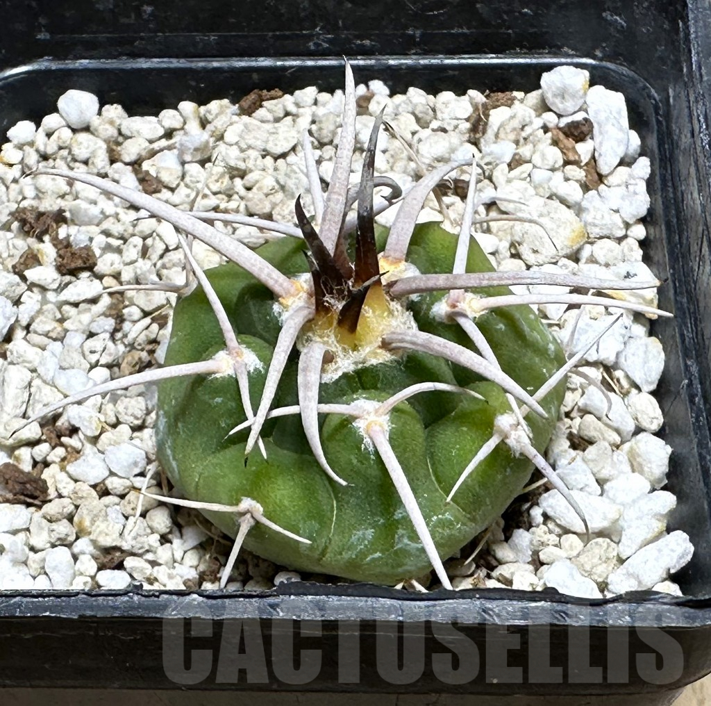 SHPR32006 Gymnocalycium ferocior VG320