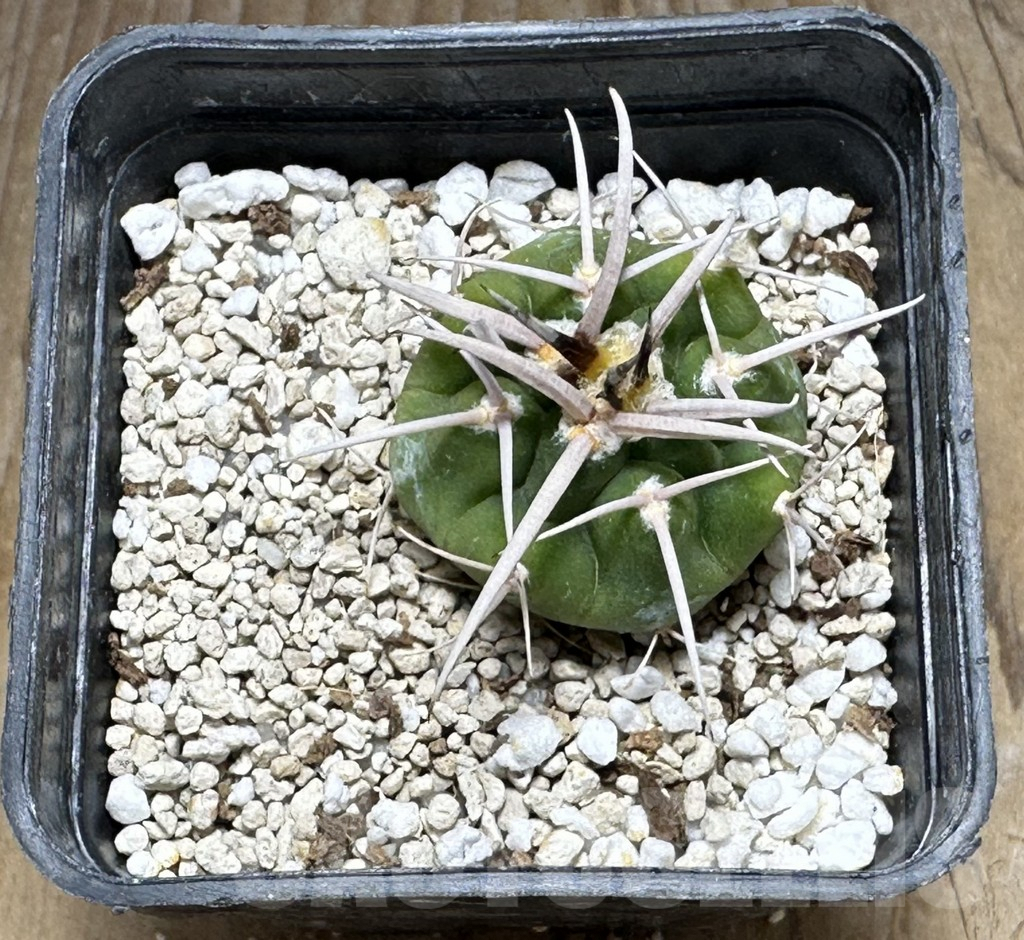 SHPR32006 Gymnocalycium ferocior VG320 - Image 2