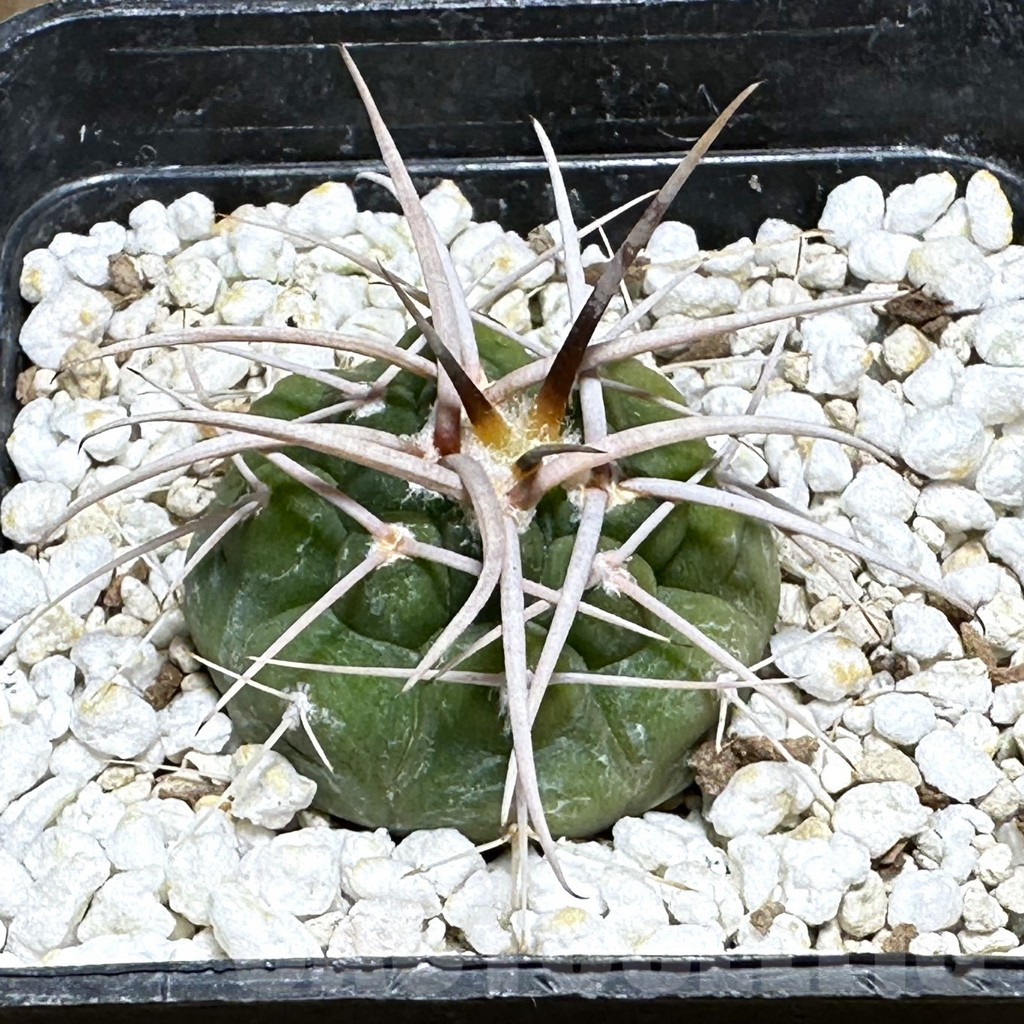 SHPR32007 Gymnocalycium ferocior VG320