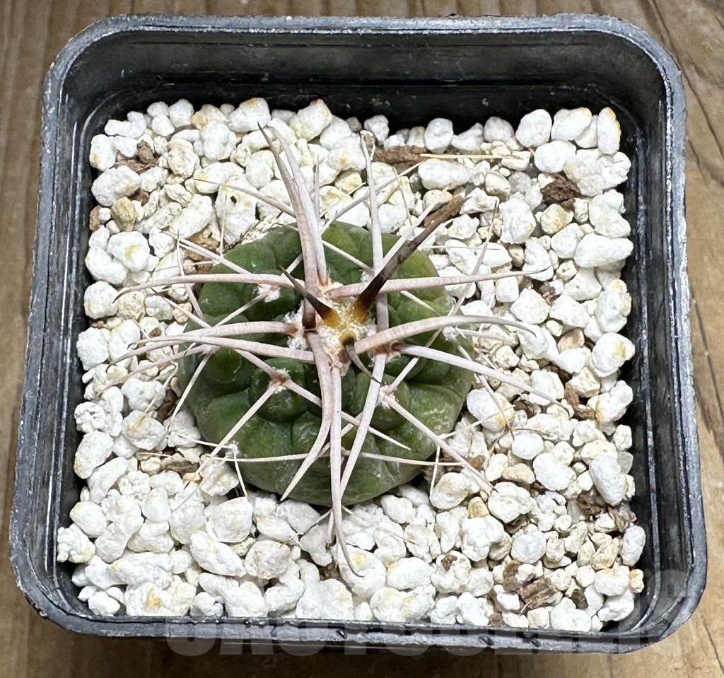 SHPR32007 Gymnocalycium ferocior VG320 - Imagen 2