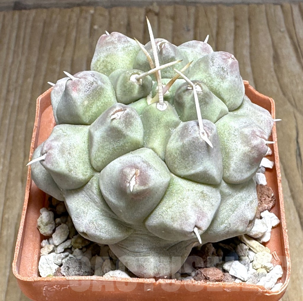 SHPR32011 Thelocactus multicephalus KKR 295