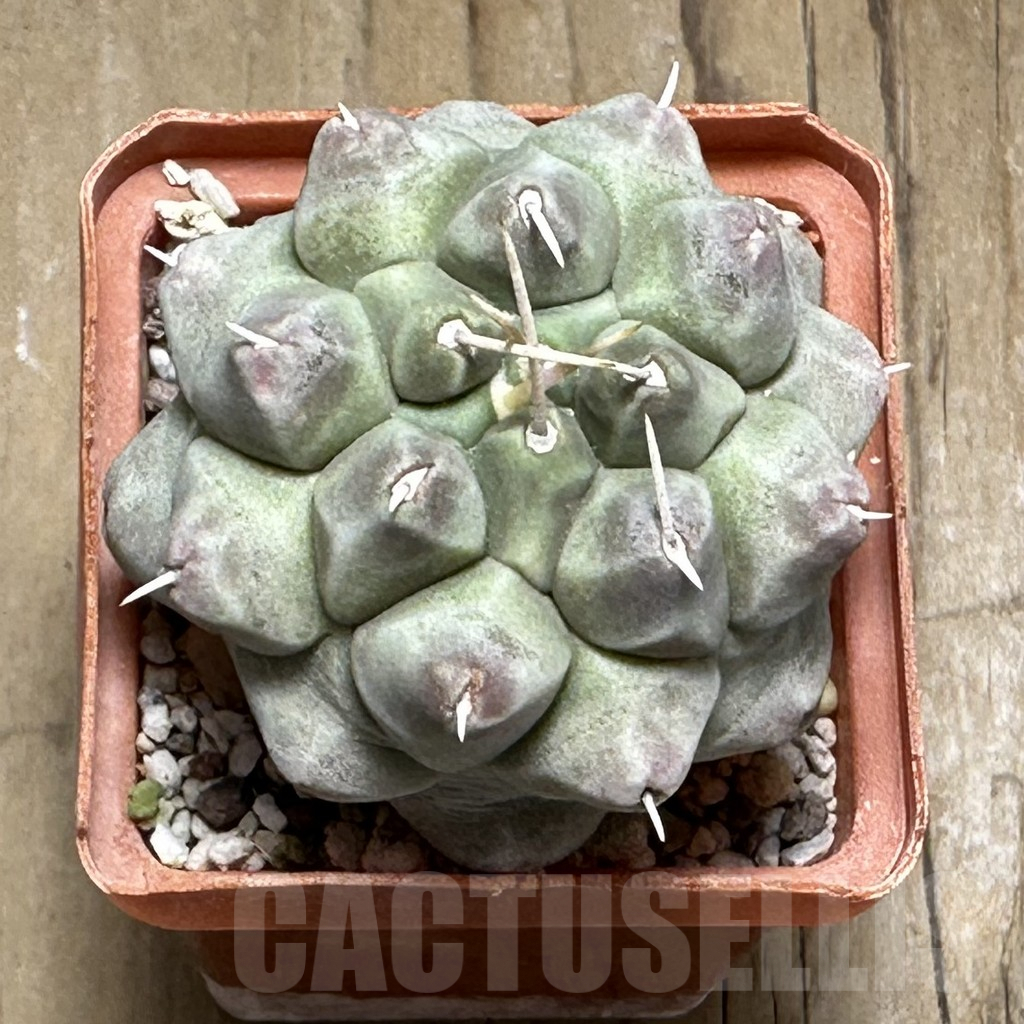 SHPR32011 Thelocactus multicephalus KKR 295 - Obrázek 2