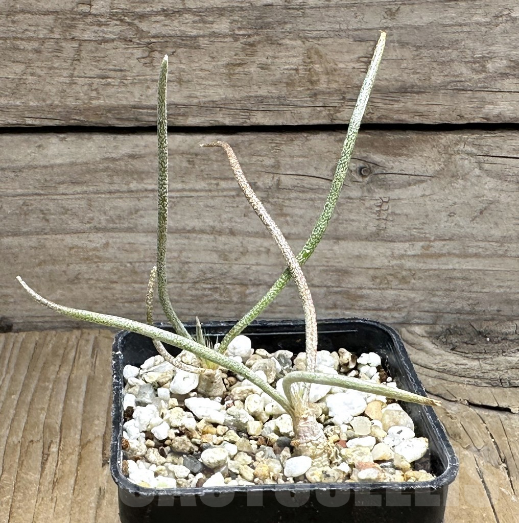 SHPR32012 Astrophytum caput-medusae