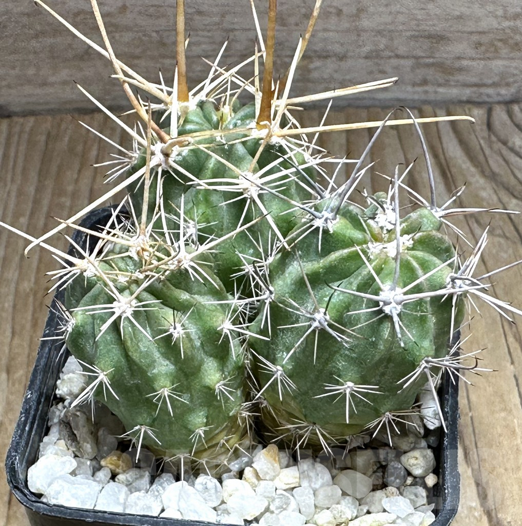 SHPR32016 Lobivia ferox VG 595, 3 plants