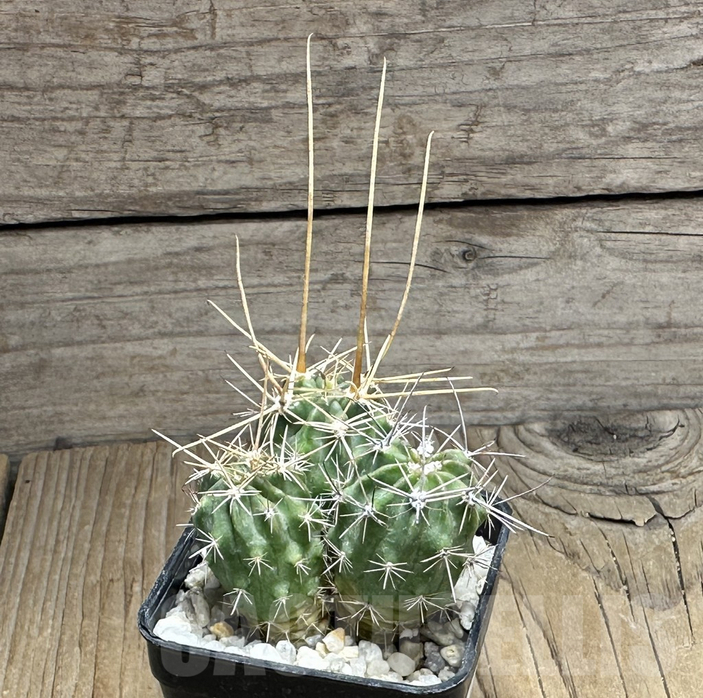 SHPR32016 Lobivia ferox VG 595, 3 plants - Obrázek 2