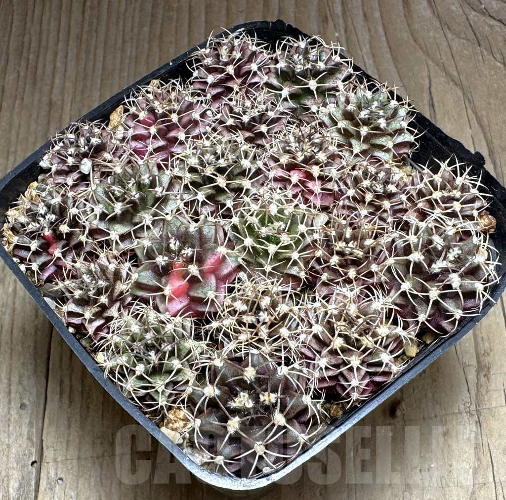 SHPR32114 Gymnocalycium mihanovichii mix