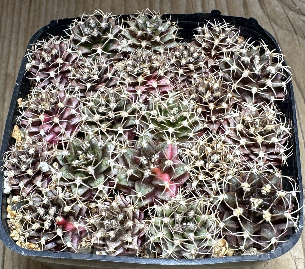 SHPR32114 Gymnocalycium mihanovichii mix - immagine 2