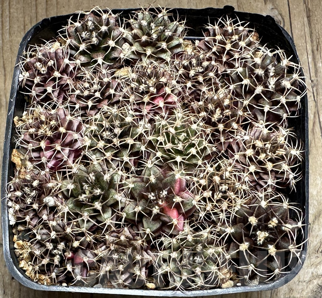 SHPR32114 Gymnocalycium mihanovichii mix - immagine 3