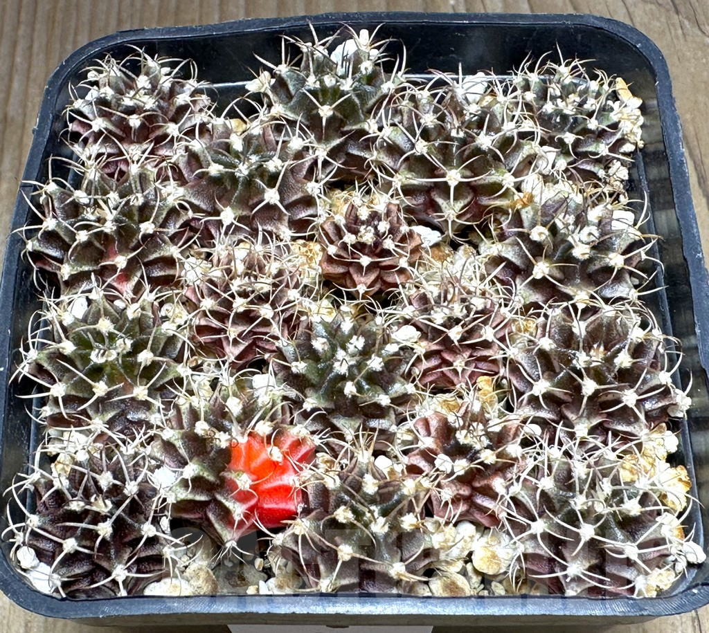 SHPR32115 Gymnocalycium mihanovichii mix