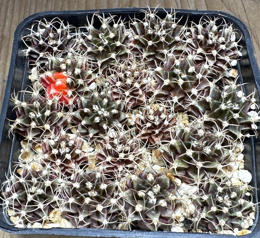 SHPR32115 Gymnocalycium mihanovichii mix - Obrázek 2