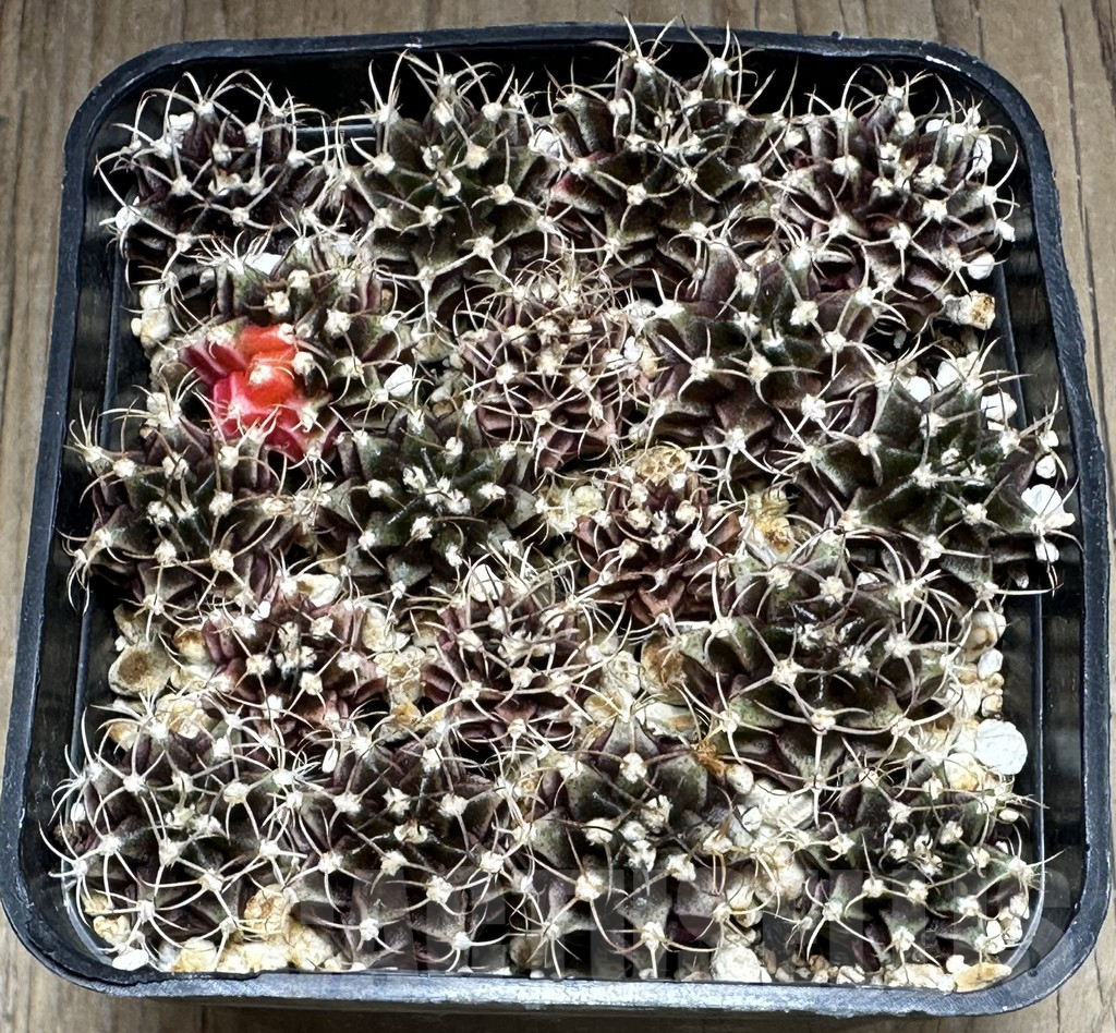 SHPR32115 Gymnocalycium mihanovichii mix - Obrázek 3