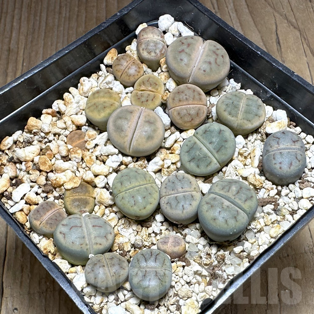 SHPR32116 Lithops schwantesii v. triebnerii L116 x schwantesii v.kuibisensis C150