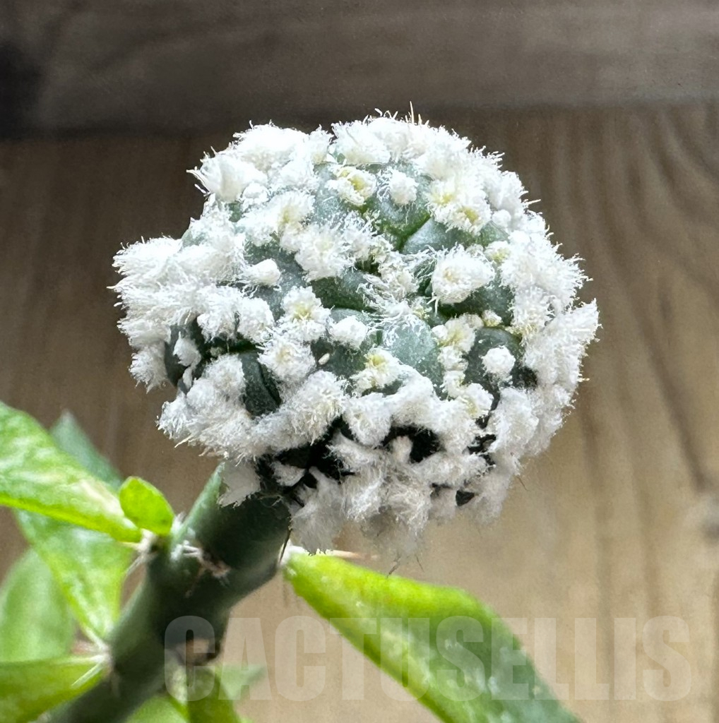 SHPR32118 Astrophytum asterias ‘Hanazono’, grafted