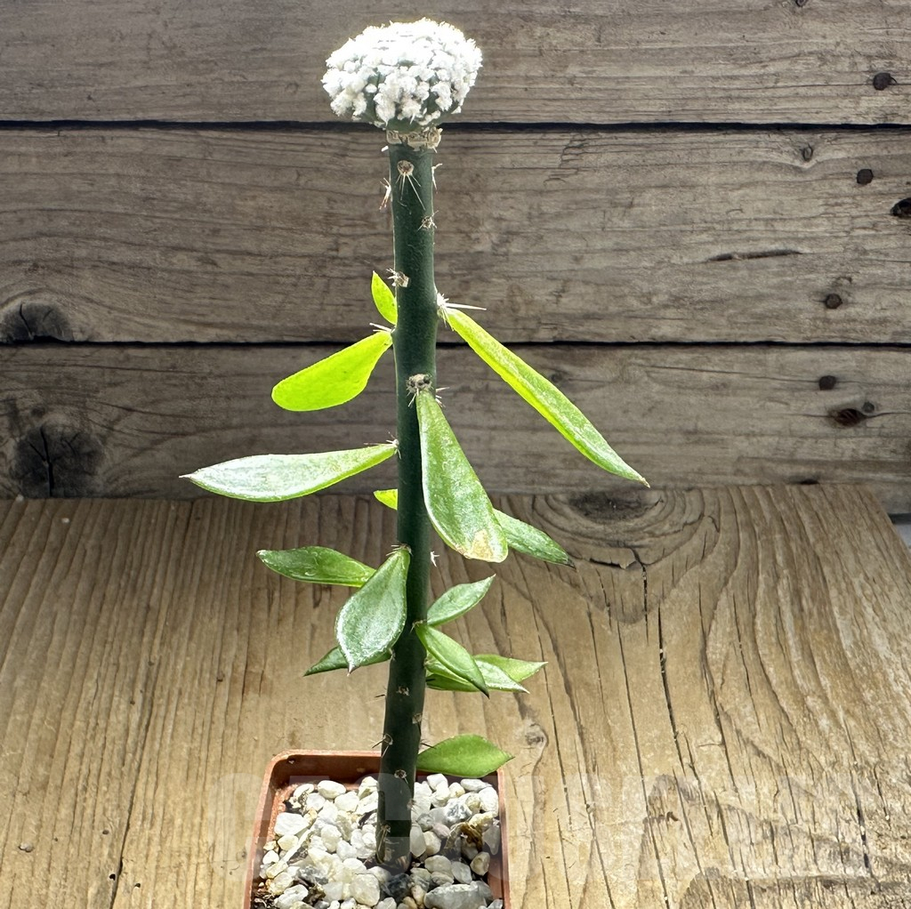 SHPR32118 Astrophytum asterias ‘Hanazono’, grafted - Obrázek 2