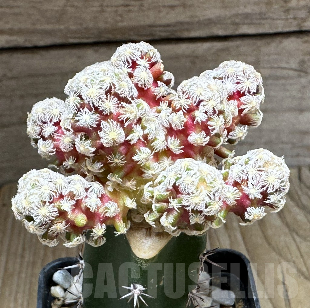 SHPR32120 Mammillaria theresae v. minima ‘Red Body’,grafting