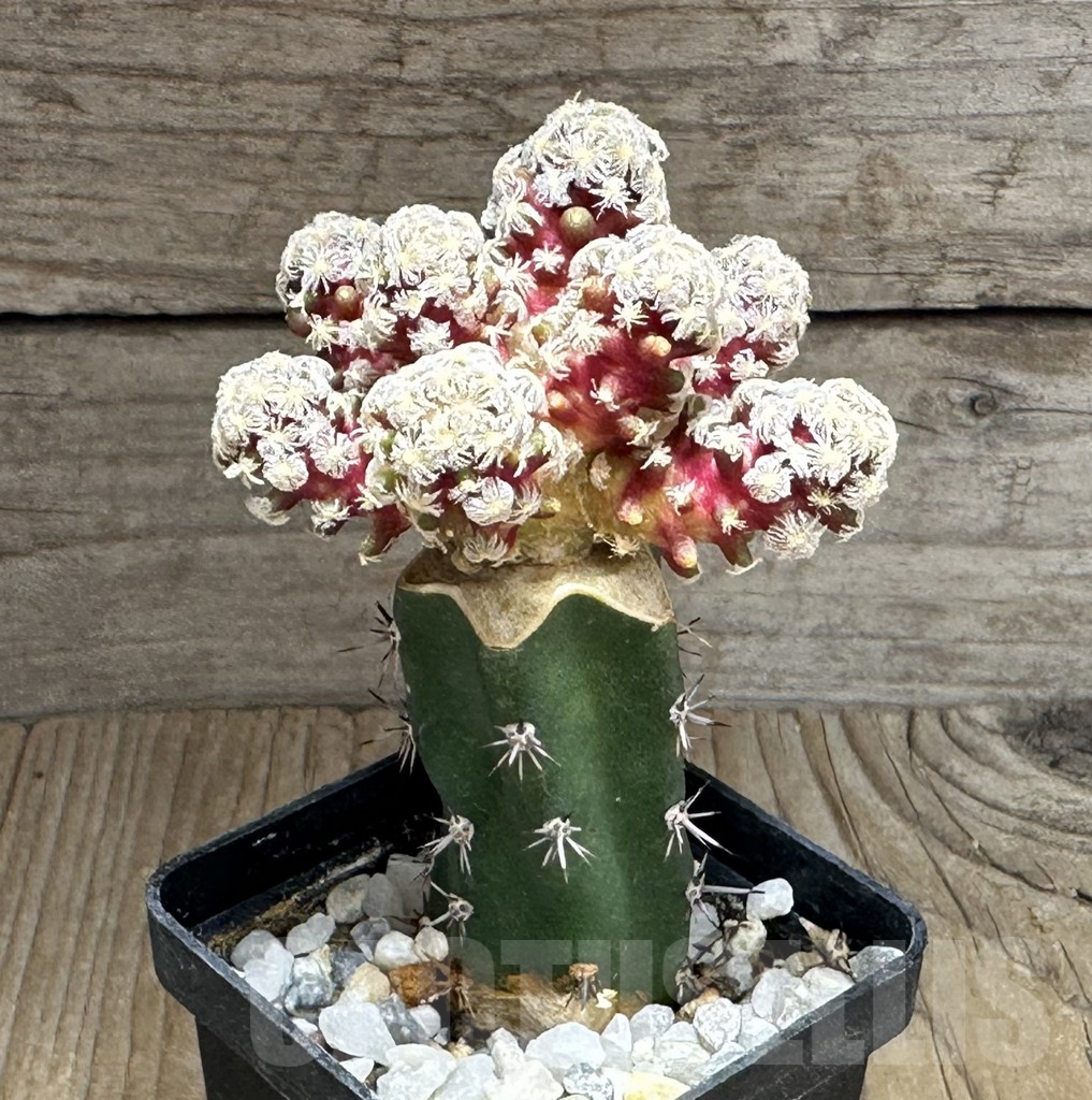 SHPR32120 Mammillaria theresae v. minima ‘Red Body’,grafting - Image 2