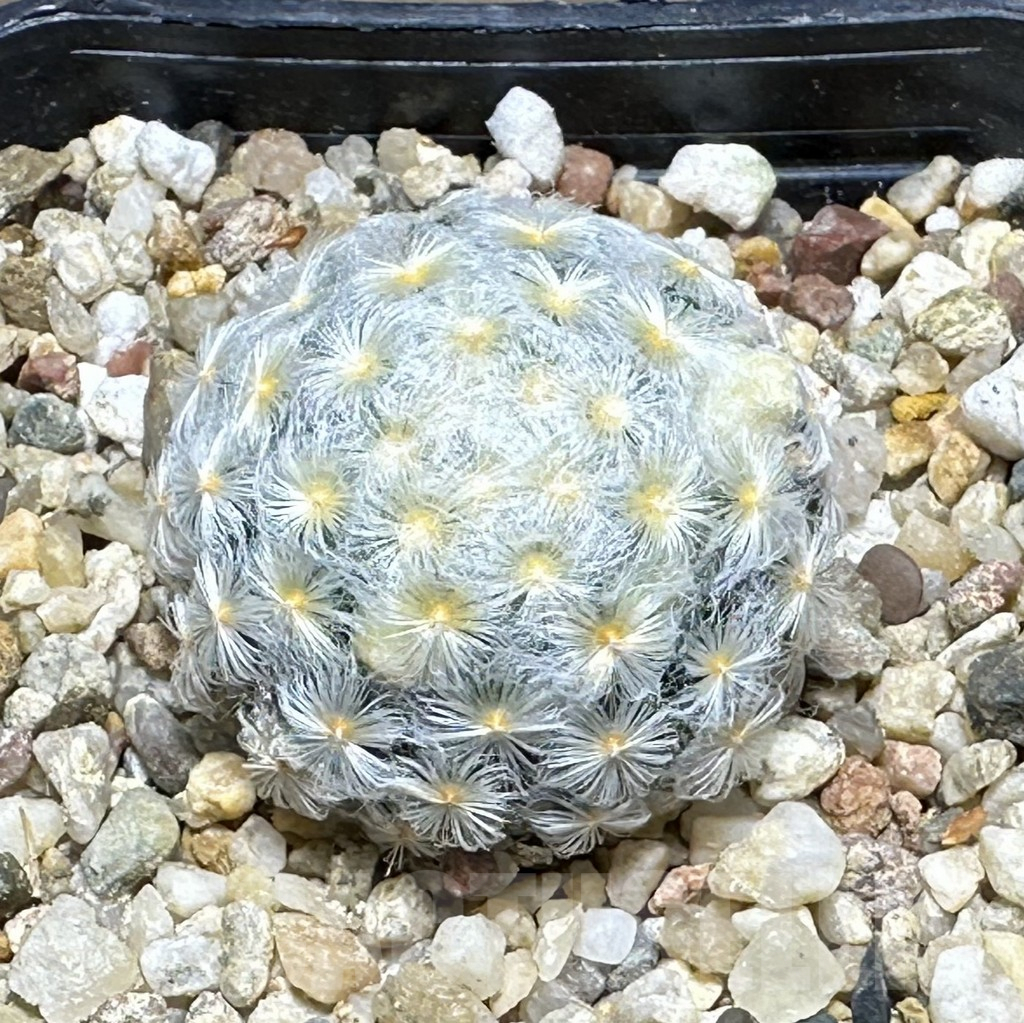 SHPR32121 Mammillaria schiedeana v. plumosa f. variegata