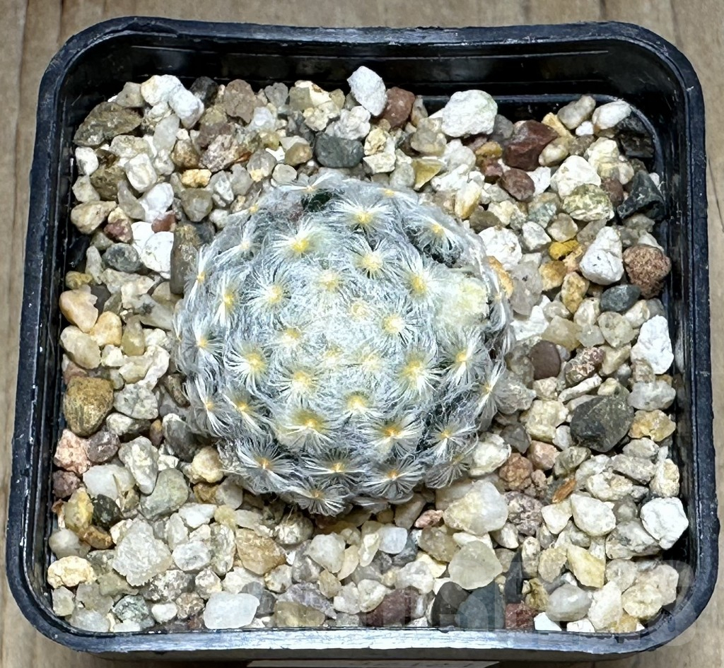 SHPR32121 Mammillaria schiedeana v. plumosa f. variegata - Image 2