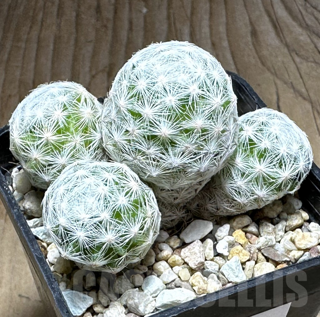 SHPR32122 Mammillaria humboldtii f. caespitosa