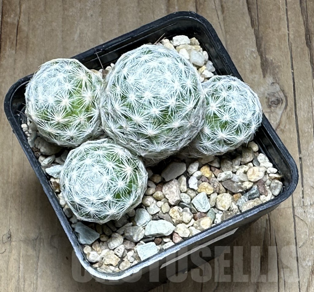 SHPR32122 Mammillaria humboldtii f. caespitosa - Image 2