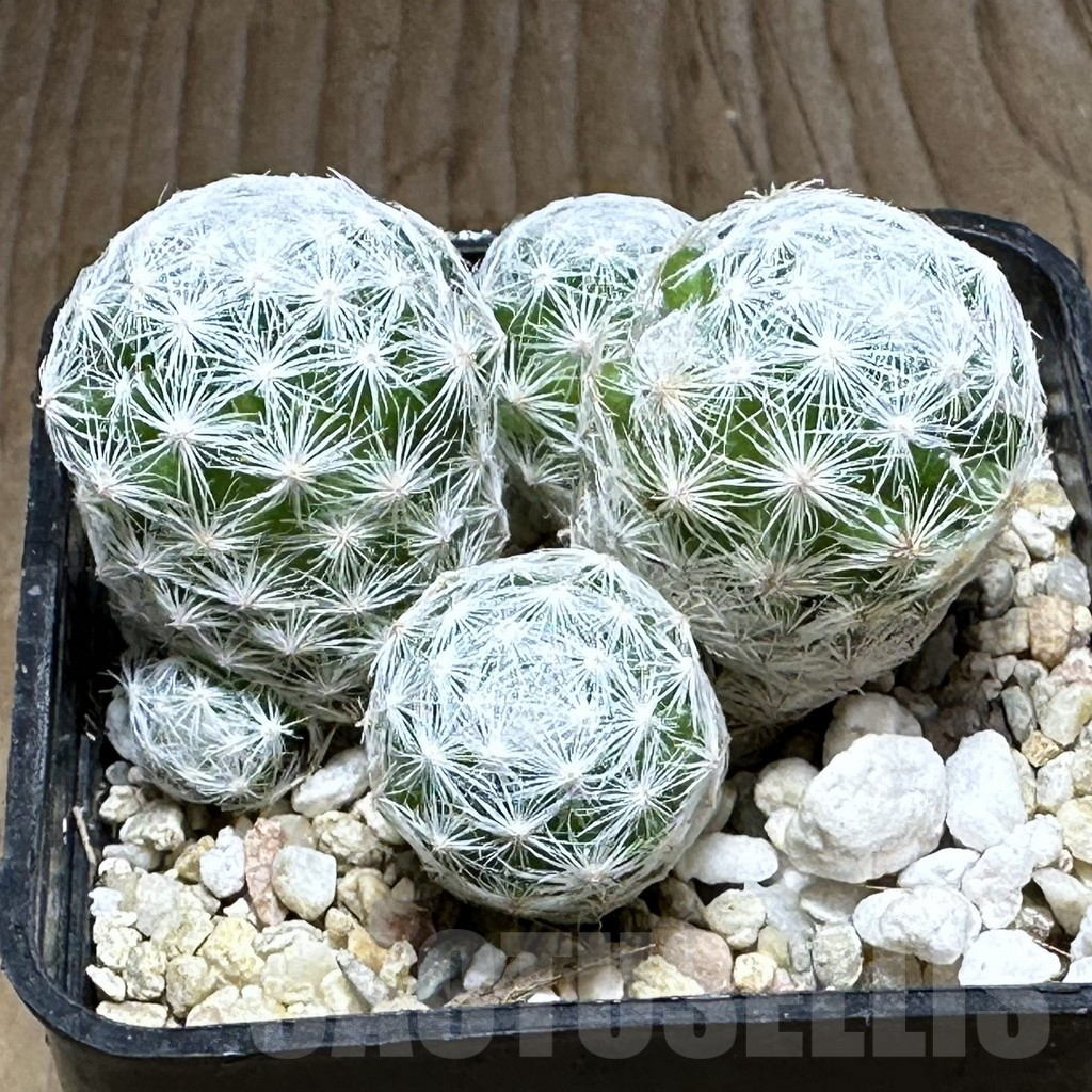 SHPR32123 Mammillaria humboldtii f. caespitosa