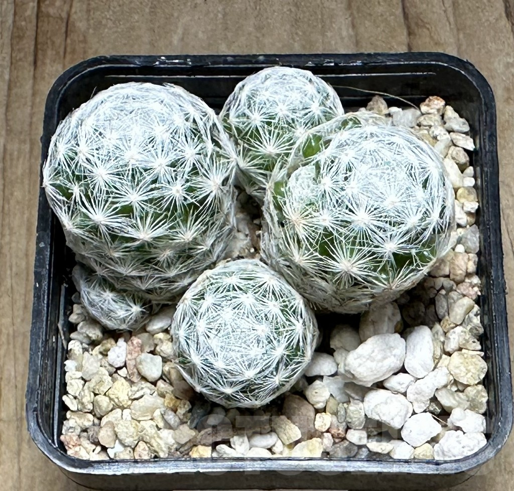 SHPR32123 Mammillaria humboldtii f. caespitosa - Image 2