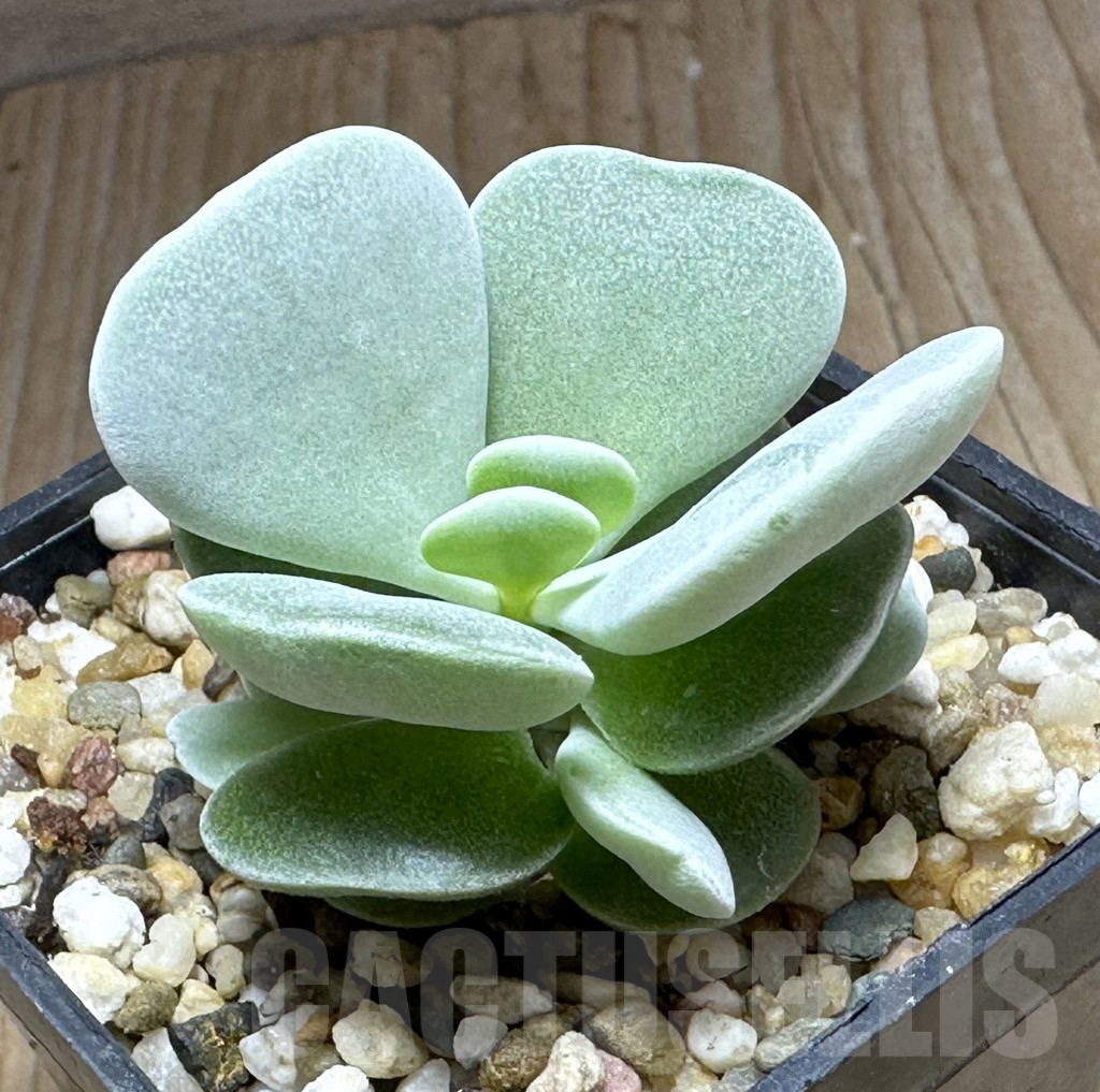 SHPR32124 Adromischus hybrid seedling