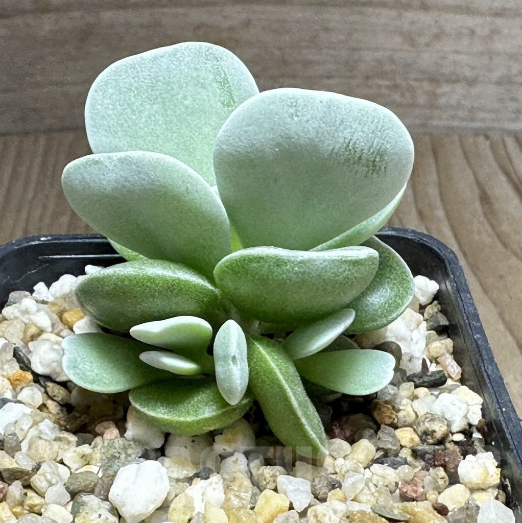 SHPR32124 Adromischus hybrid seedling - Obrázek 2