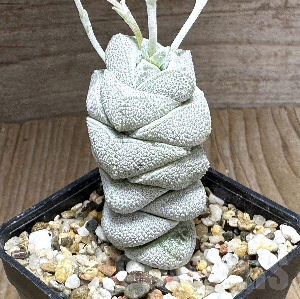 SHPR32125 Crassula deceptor, clon 1
