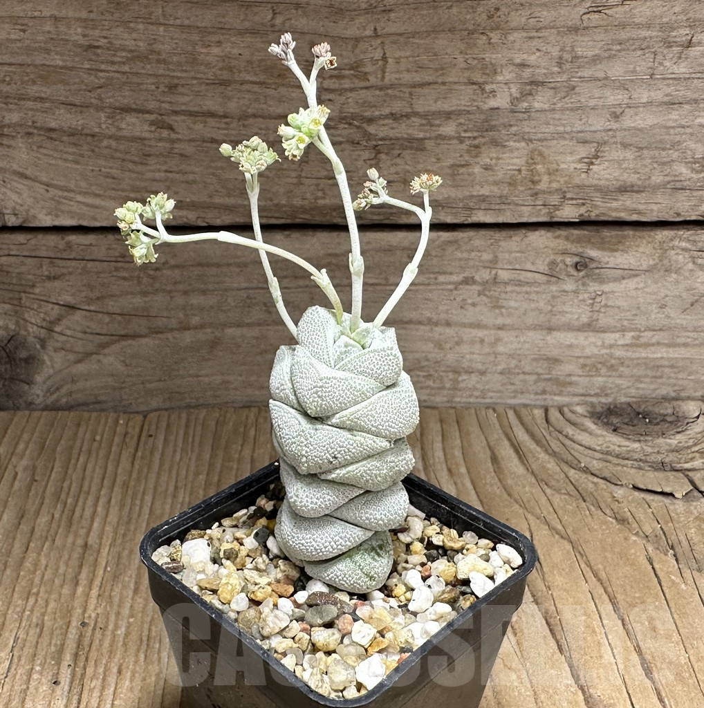 SHPR32125 Crassula deceptor, clon 1 – Bild 2