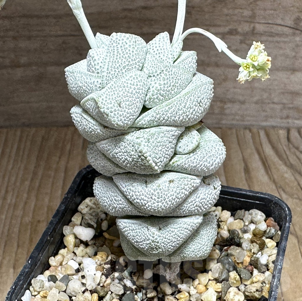 SHPR32126 Crassula deceptor, clon 1