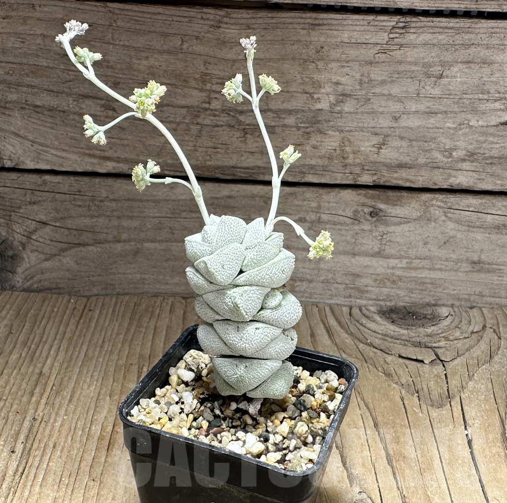 SHPR32126 Crassula deceptor, clon 1 - Image 2