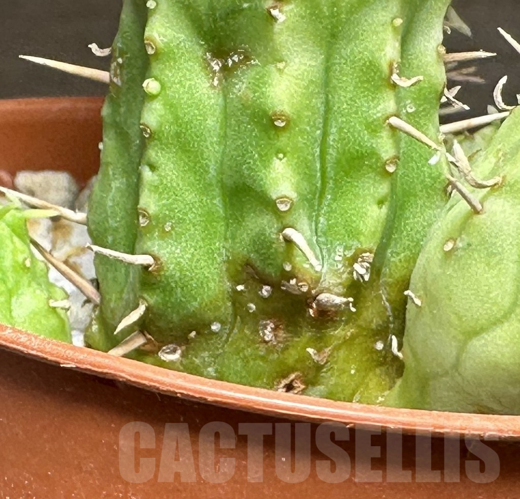 SHPR32128 Euphorbia aggregata f. variegata - Image 3