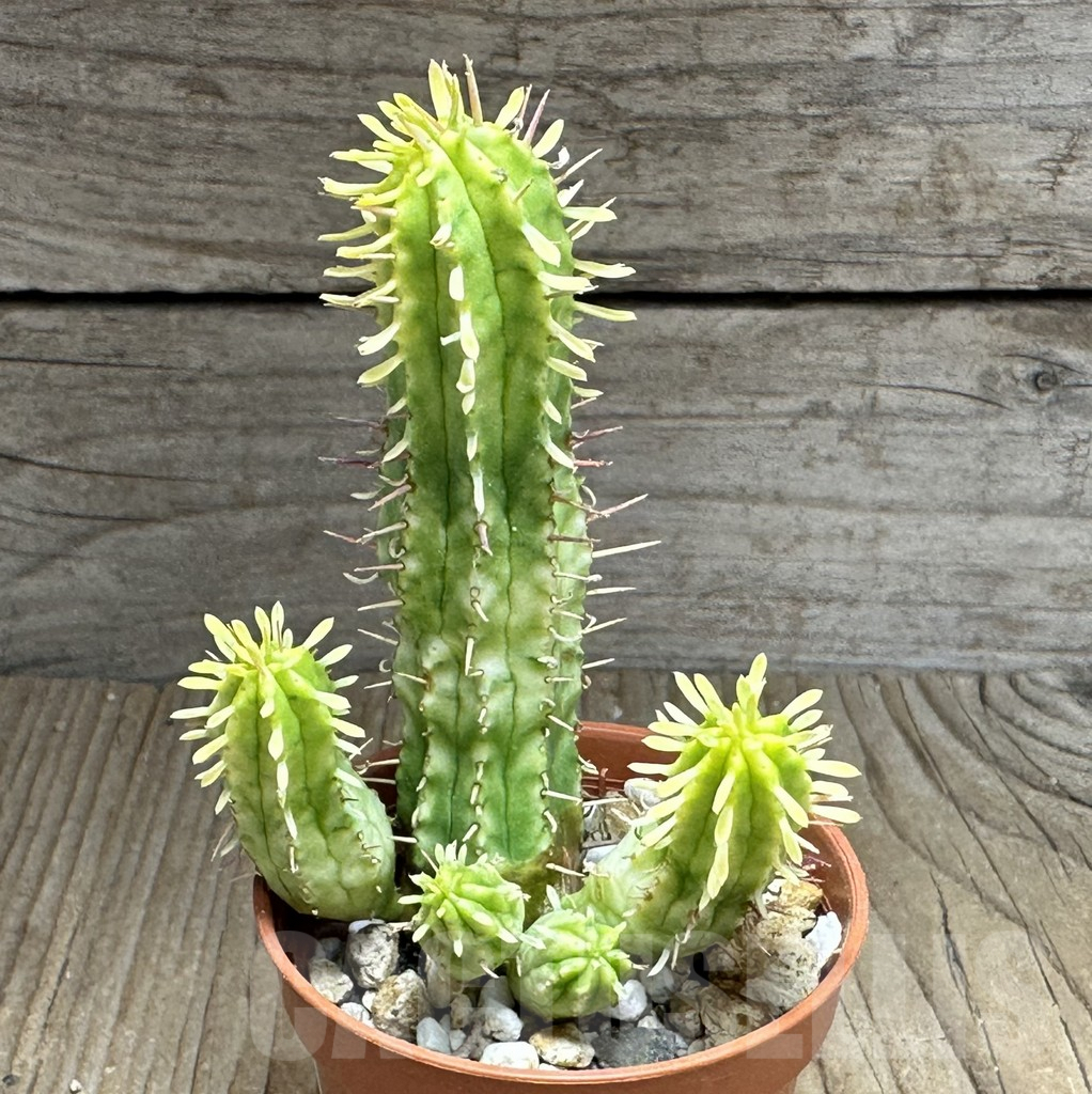 SHPR32128 Euphorbia aggregata f. variegata - Image 2