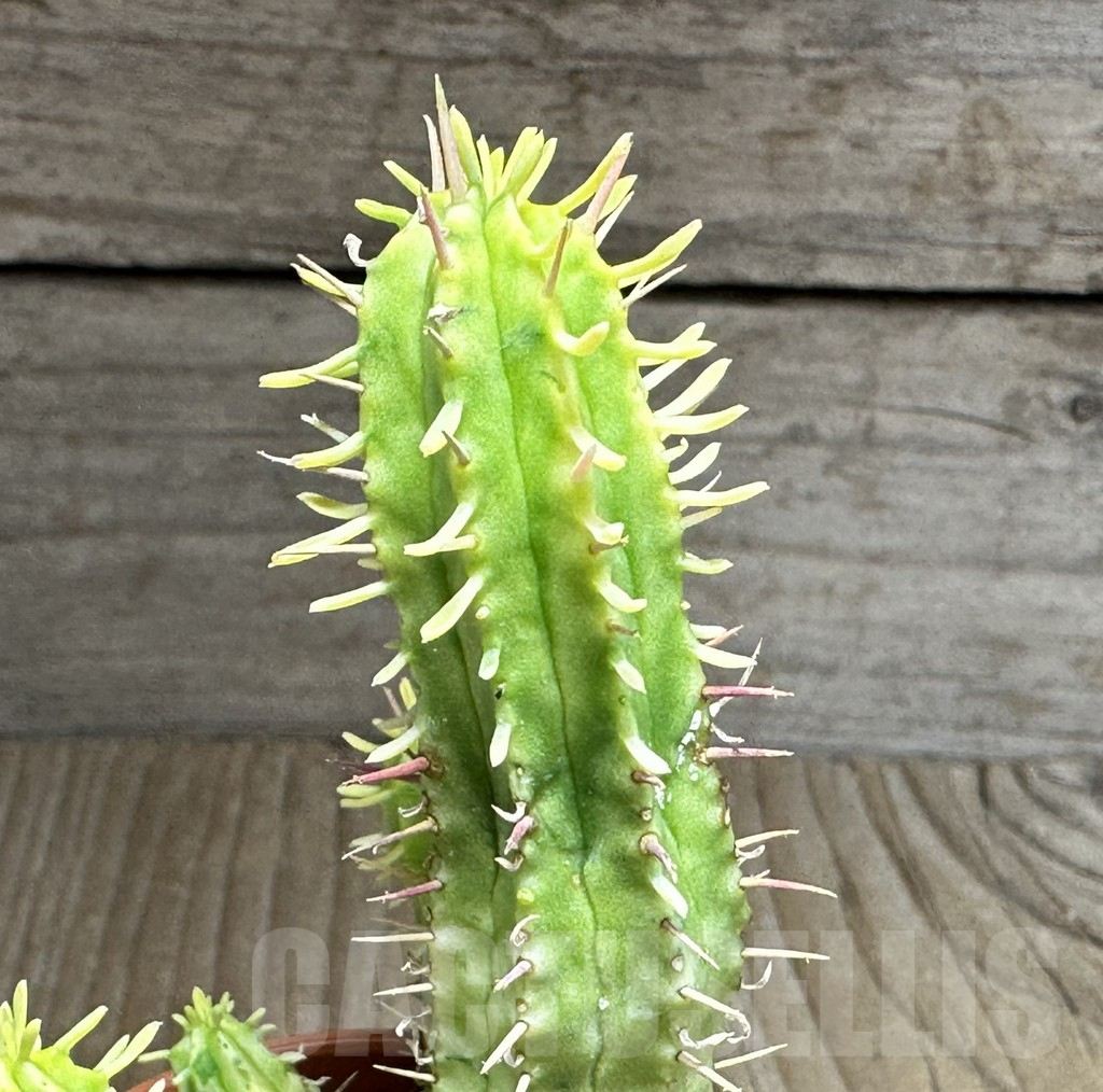 SHPR32128 Euphorbia aggregata f. variegata