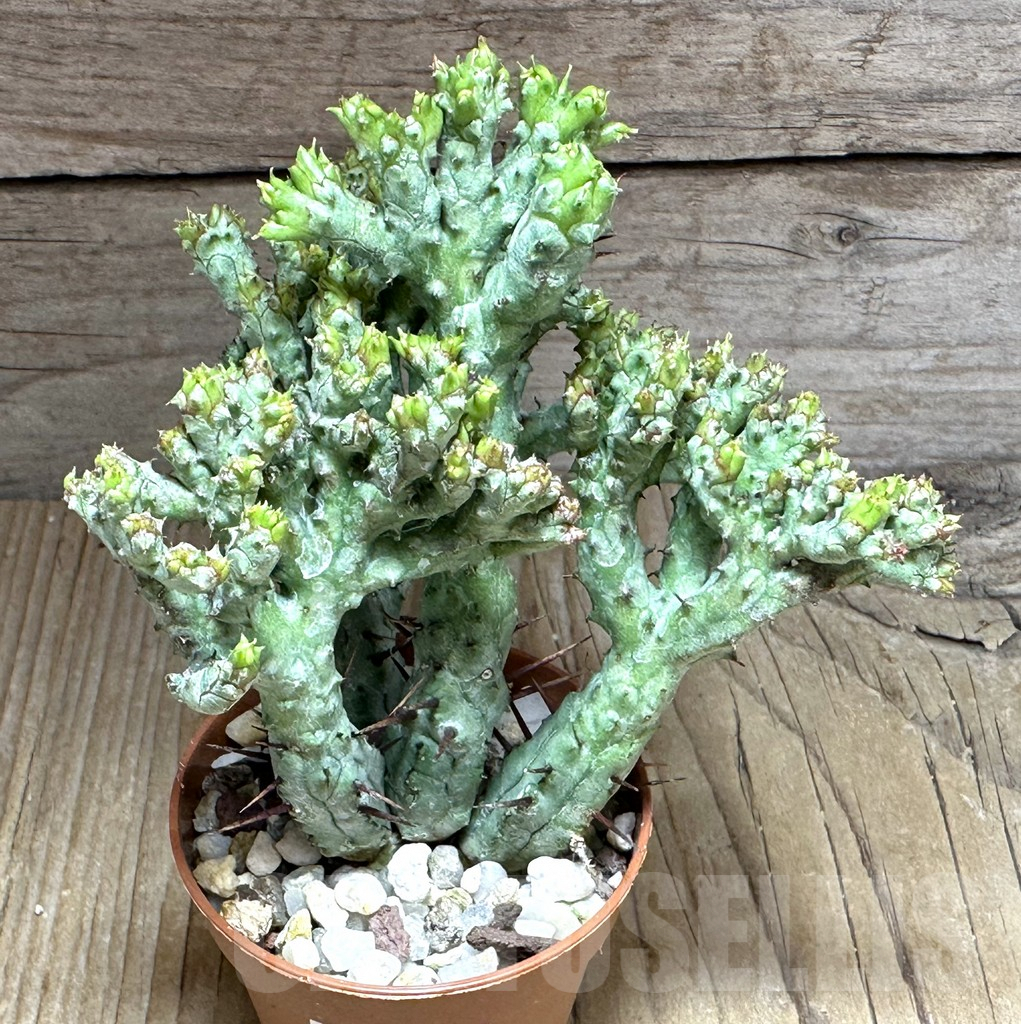 SHPR32129 Euphorbia enopla ‘Coral’ f. cristata