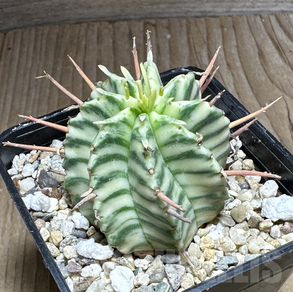 SHPR32130 Euphorbia meloformis f. variegata