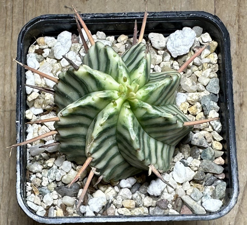 SHPR32130 Euphorbia meloformis f. variegata - Image 2